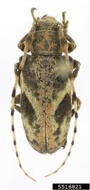  Pseudobeta seabrai;  © E.H. Nearns